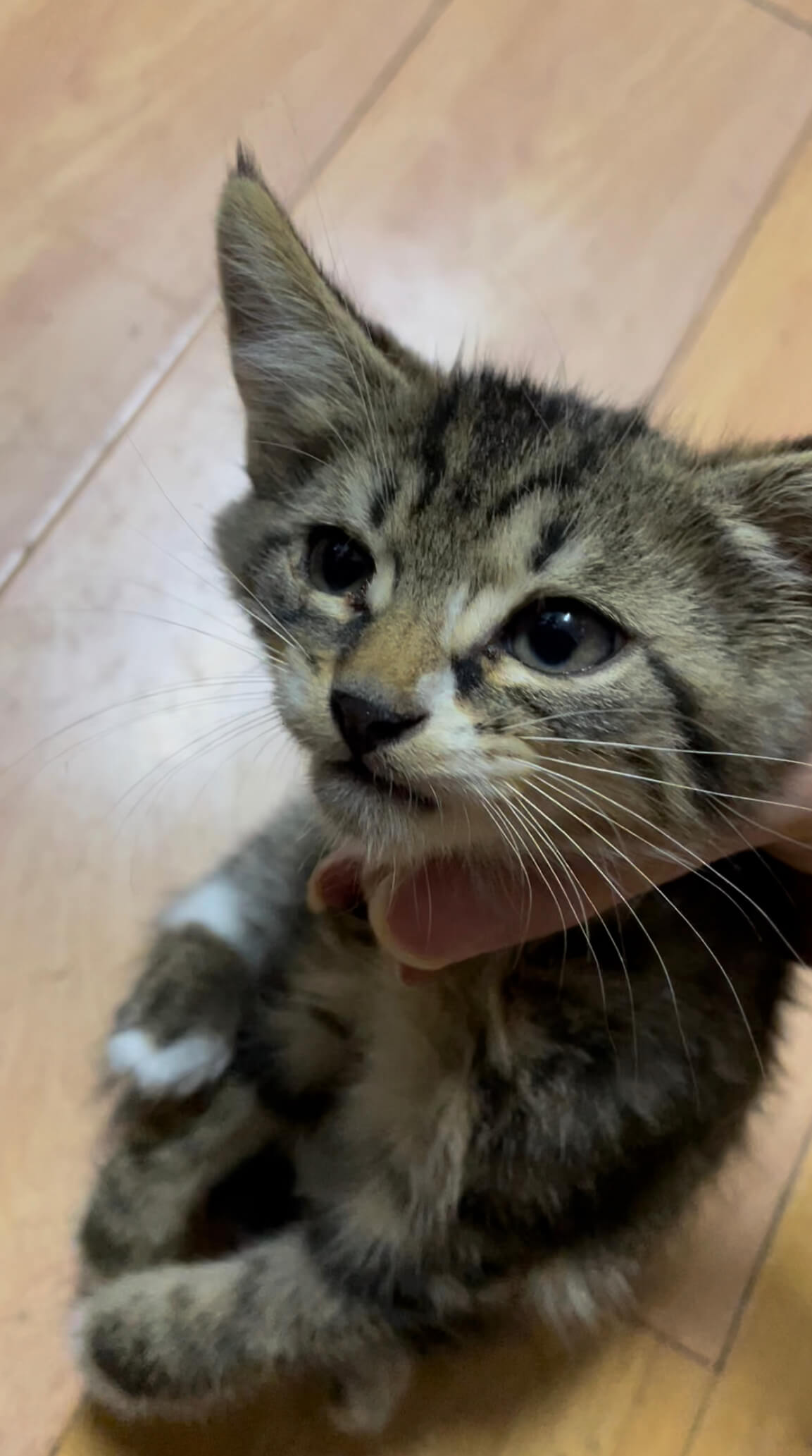 cat_rescue